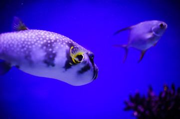 Wonderful and beautiful underwater world with corals and tropical fish.