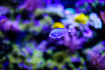 Wonderful and beautiful underwater world with corals and tropical fish.