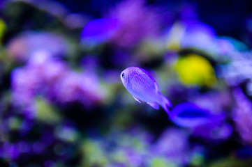 Wonderful and beautiful underwater world with corals and tropical fish.