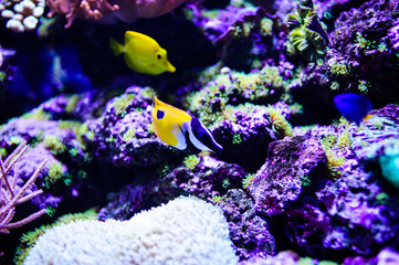 Wonderful and beautiful underwater world with corals and tropical fish.