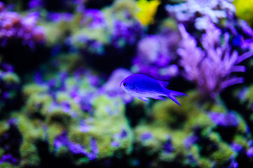 Wonderful and beautiful underwater world with corals and tropical fish.