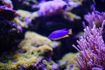 Wonderful and beautiful underwater world with corals and tropical fish.