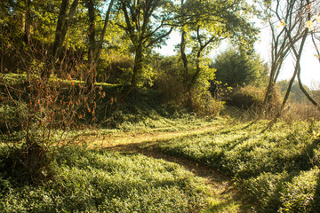 landscape of forest at autumn , with trees and green vegetation, with sundown light