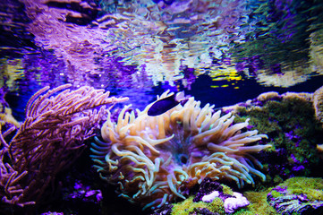 Wonderful and beautiful underwater world with corals and tropical fish.