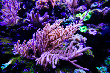 Wonderful and beautiful underwater world with corals and tropical fish.