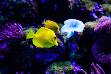 Wonderful and beautiful underwater world with corals and tropical fish.