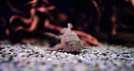 Wonderful and beautiful underwater world with corals and tropical fish.