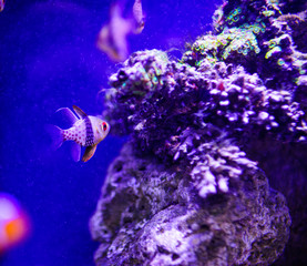 Wonderful and beautiful underwater world with corals and tropical fish.
