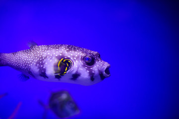 Fototapeta premium Wonderful and beautiful underwater world with corals and tropical fish.
