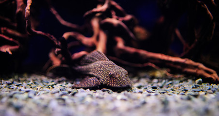 Wonderful and beautiful underwater world with corals and tropical fish.