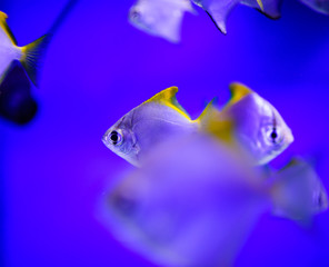 Wonderful and beautiful underwater world with corals and tropical fish.