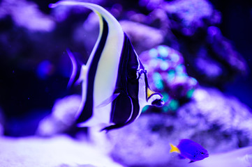 Wonderful and beautiful underwater world with corals and tropical fish.