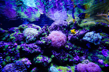 Plakat Wonderful and beautiful underwater world with corals and tropical fish.