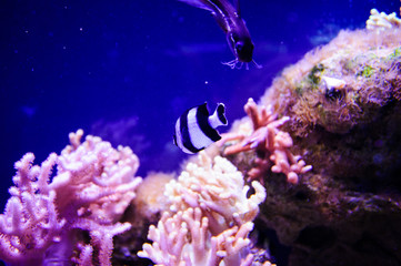 Wonderful and beautiful underwater world with corals and tropical fish.