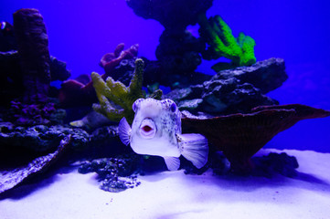 Wonderful and beautiful underwater world with corals and tropical fish.