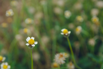 Coatbuttons, Mexican daisy, Tridax procumbens, Asteraceae, Wild Daisy on blur background.
