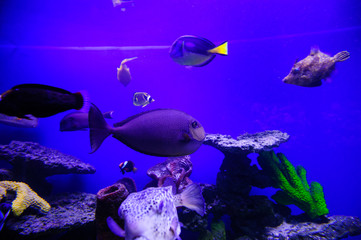 Wonderful and beautiful underwater world with corals and tropical fish.