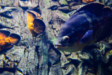 Wonderful and beautiful underwater world with corals and tropical fish.