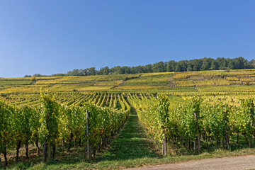 Fototapeta na wymiar Vignes, Paysage d’automne, Alsace