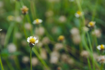 Coatbuttons, Mexican daisy, Tridax procumbens, Asteraceae, Wild Daisy on blur background.