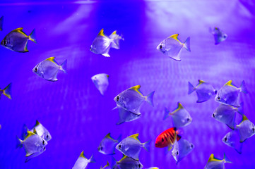 Wonderful and beautiful underwater world with corals and tropical fish.