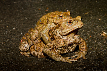 Ein Paar der Erdkröte in der Seitenansicht, wobei das Männchen sich tragen läßt, überquert während der Laichwanderung eine Straße
