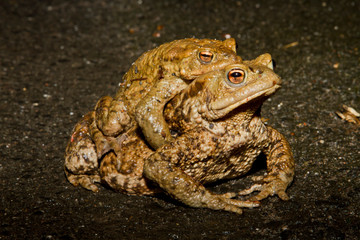 Ein Paar der Erdkröte in der Seitenansicht, wobei das Männchen sich tragen läßt, überquert während der Amphibienwanderung eine Straße