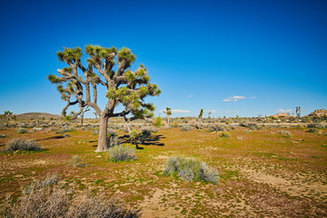 Joshua Tree Against  a Blue Sky