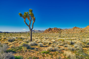 Joshua Tree with Rock Formation