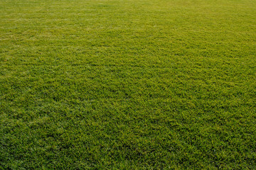 Green grass background texture