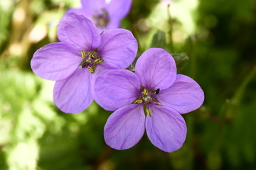 purple flowers in the garden
