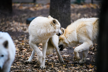 Arctic wolf outdoor