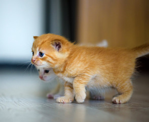 Plakat Cute little kitten