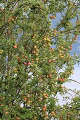 Apple tree with many apples
