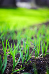 green onions growing in the garden