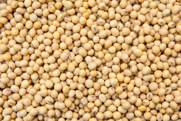 close up soybean pattern as background