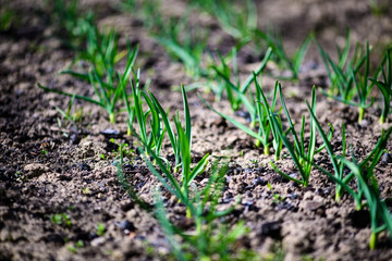 green onions growing in the garden
