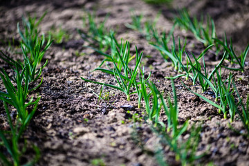 green onions growing in the garden