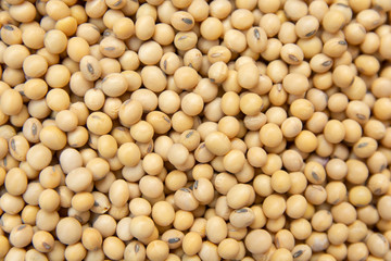 close up soybean pattern as background