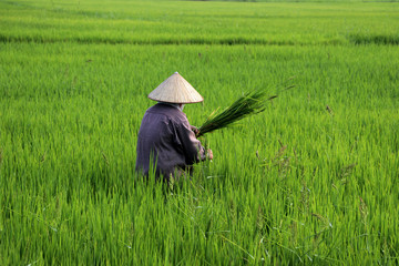 Rice farmer at harvest - Vietnam Asia