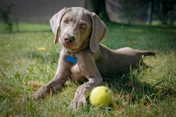 Portrait of weimaraner lying with ball on grassy field
