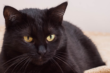 A pronounced face of a black cat with bright beautiful eyes, mustache and nose