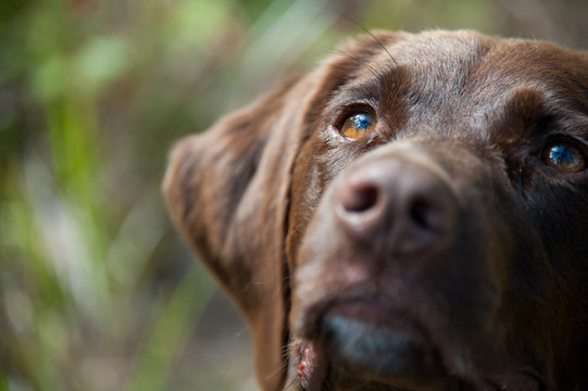 Close up of dog