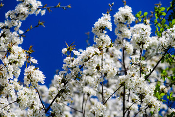 Spring Cherry blossoms