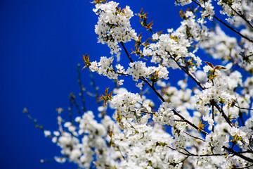 Spring Cherry blossoms