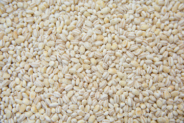 Barley grains background