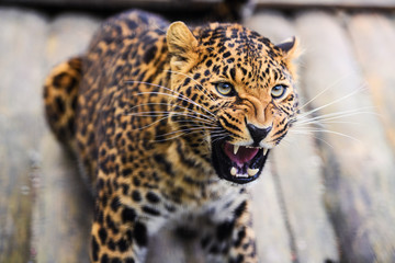 Portrait of a beautiful leopard