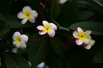 Beautiful flowers in the garden beside the house.Green leaves with beautiful sunlight Used as a background 