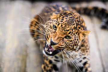 Portrait of a beautiful leopard