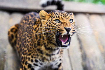 Portrait of a beautiful leopard